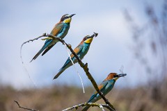 Bienenfresser, Merops apiaster (11)