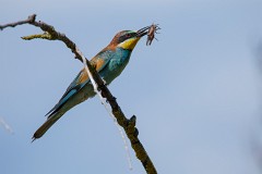 Bienenfresser, Merops apiaster (12)