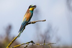 Bienenfresser, Merops apiaster (13)