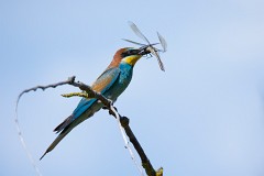Bienenfresser, Merops apiaster (14)