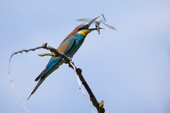 Bienenfresser, Merops apiaster (15)