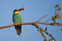 Bienenfresser, Merops apiaster (16)