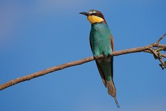 Bienenfresser, Merops apiaster (17)