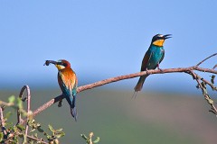 Bienenfresser, Merops apiaster (18)