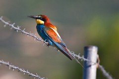 Bienenfresser, Merops apiaster (19)