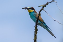 Bienenfresser, Merops apiaster (2)