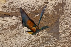 Bienenfresser, Merops apiaster (20)