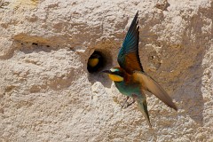 Bienenfresser, Merops apiaster (21)