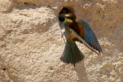 Bienenfresser, Merops apiaster (22)
