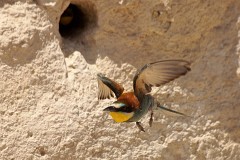 Bienenfresser, Merops apiaster (23)