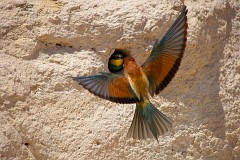 Bienenfresser, Merops apiaster (24)