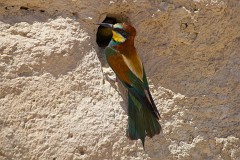 Bienenfresser, Merops apiaster (25)