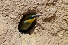 Bienenfresser, Merops apiaster (26)