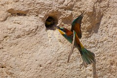 Bienenfresser, Merops apiaster (27)