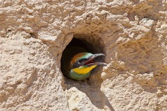 Bienenfresser, Merops apiaster (28)