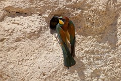 Bienenfresser, Merops apiaster (29)
