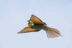 Bienenfresser, Merops apiaster (3)