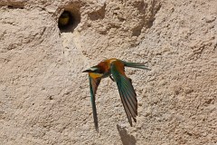 Bienenfresser, Merops apiaster (30)