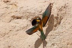 Bienenfresser, Merops apiaster (31)