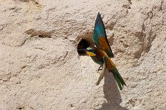 Bienenfresser, Merops apiaster (32)