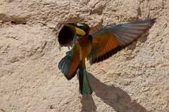 Bienenfresser, Merops apiaster (33)