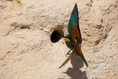 Bienenfresser, Merops apiaster (34)