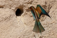 Bienenfresser, Merops apiaster (35)