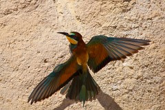 Bienenfresser, Merops apiaster (36)