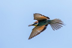 Bienenfresser, Merops apiaster (4)