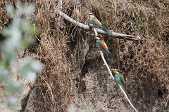 Bienenfresser, Merops apiaster (5)