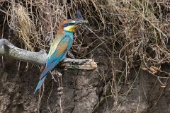 Bienenfresser, Merops apiaster (6)