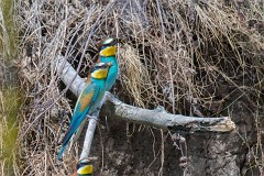 Bienenfresser, Merops apiaster (7)