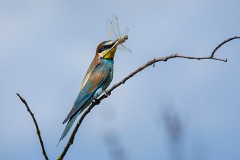 Bienenfresser, Merops apiaster (8)