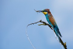 Bienenfresser, Merops apiaster (9)