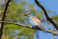 Blauracke, Coracias garrulus (12)