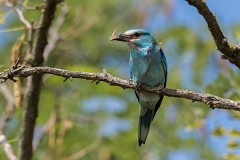 Blauracke, Coracias garrulus (13)