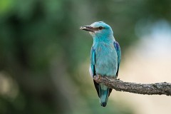 Blauracke, Coracias garrulus (14)