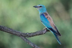 Blauracke, Coracias garrulus (15)