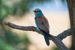 Blauracke, Coracias garrulus (16)