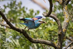 Blauracke, Coracias garrulus (18)