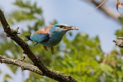 Blauracke, Coracias garrulus (19)
