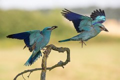 Blauracke, Coracias garrulus (2)