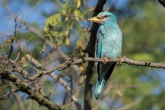 Blauracke, Coracias garrulus (20)