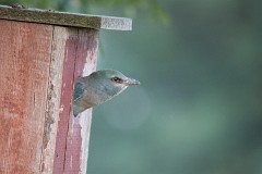 Blauracke, Coracias garrulus (23)
