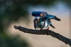 Blauracke, Coracias garrulus (24)