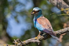 Blauracke, Coracias garrulus (25)
