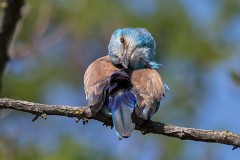 Blauracke, Coracias garrulus (26)