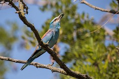 Blauracke, Coracias garrulus (27)