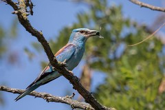 Blauracke, Coracias garrulus (28)