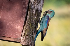 Blauracke, Coracias garrulus (4)